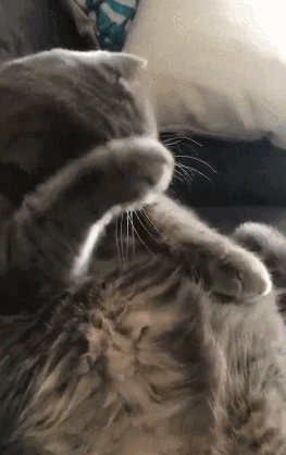 1566351726209768.gif 640.gif